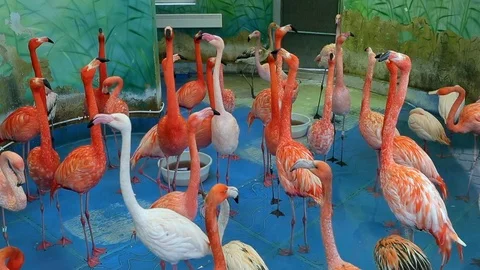 Flamingos in room Stock Footage 125998676