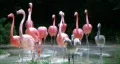 Flamingos Rushing Out of Water HD Footage