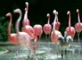 Flamingos Rushing Out of Water SD Footage