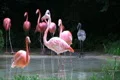 Flamingos Rushing Out of Water Footage