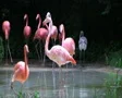 Flamingos Rushing Out of Water SD Footage