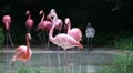 Flamingos Rushing Out of Water HD Footage