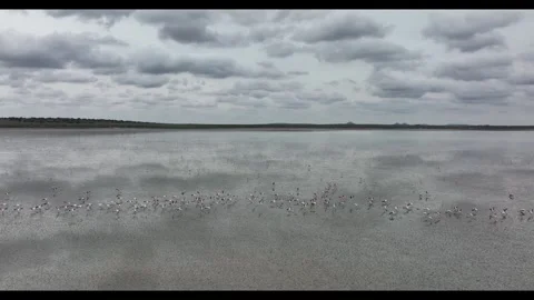 Flamingos in SA Video stock 308016333