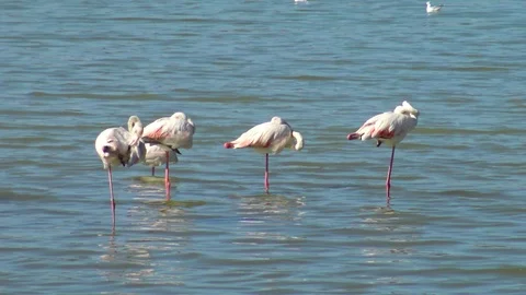 Flamingos in the salt flats 'Las Salinas' of Calpe in Spain. Stock Footage 115922116