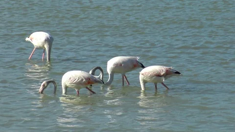 Flamingos in the salt flats 'Las Salinas' of Calpe in Spain. Stock Footage 115922544