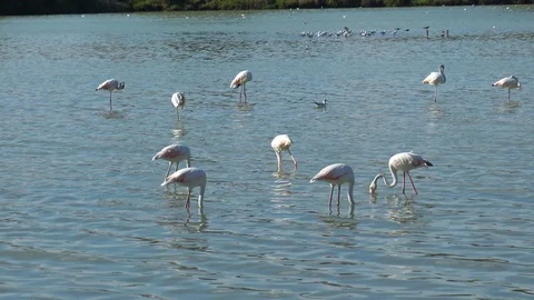 Flamingos in the salt flats 'Las Salinas' of Calpe in Spain. Stock Footage 122035667