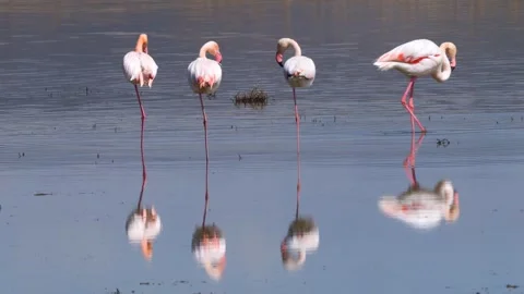 Flamingos In Salt Lake Stock Footage 332057568