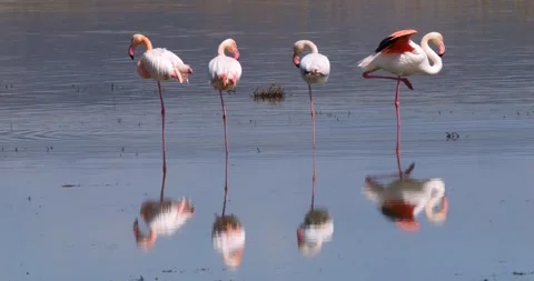 Flamingos In Salt Lake Stock Footage 337406935