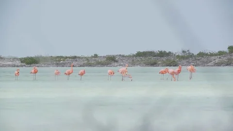 Flamingos Saltplane Stock Footage 80222423