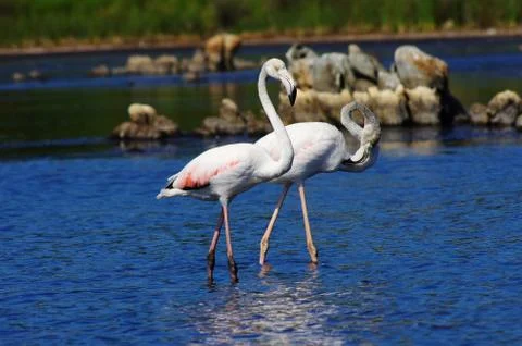 Flamingos in Sardinia Stock Photos