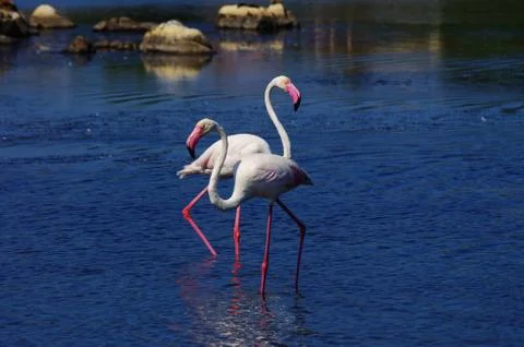 Flamingos in Sardinia Stock Photos