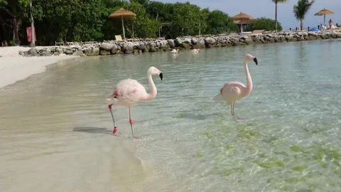 Flamingos in the Sea 4K Stock Footage 201499021