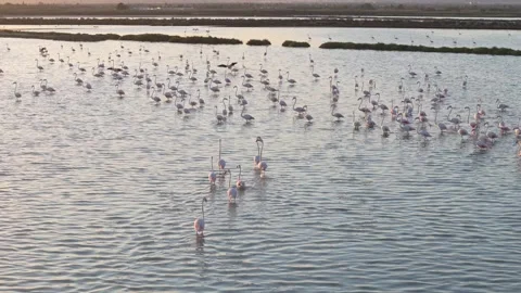 Flamingos seen up close on water and flying. Saline lake, slow motion captu.. Video stock 282020260