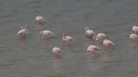 Flamingos in shallow waters Stock Footage 270818249