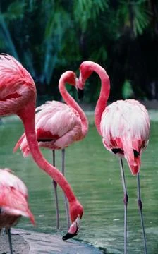 Flamingos in the shape of a heart Stock Photos