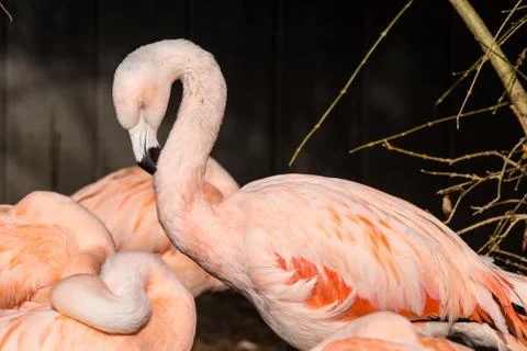 Flamingos in sleeping positions Stock Photos