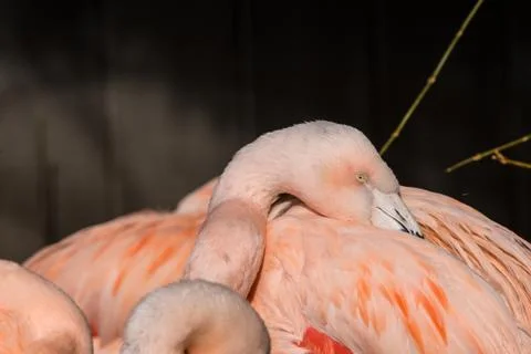 Flamingos in sleeping positions Stock Photos