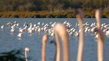 Flamingos - Slow Motion 2 스톡 동영상 85975330