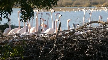 Flamingos - Slow Motion 3 Vídeos de archivo 85975484