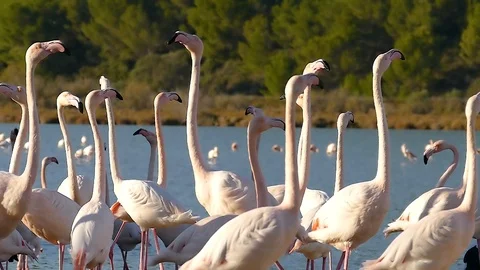 Flamingos - Slow Motion 4 스톡 동영상 85975526