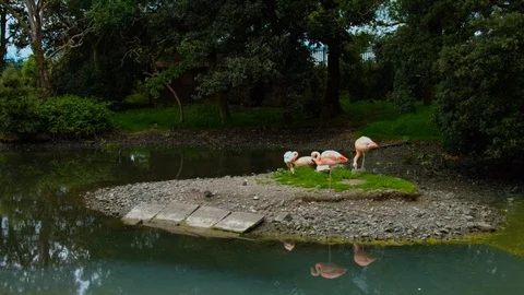 Flamingos on small island Stock Footage 114336386