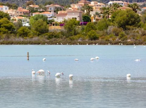 Flamingos in Spain Foto stock