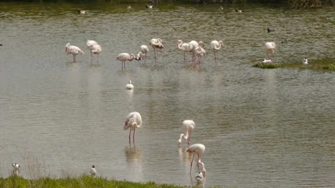 Flamingos in spring Stock Footage 103055552