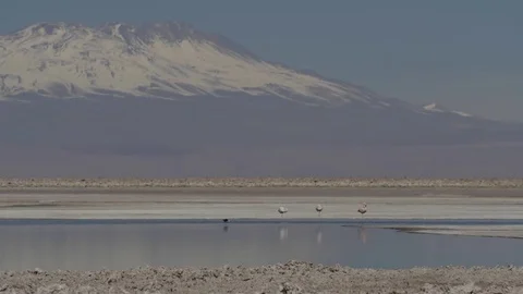 Flamingos stand in lake at the base of a large volcano in northern Chile Stock Footage 81887284