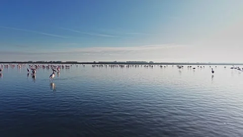 Flamingos stand in shallow water under clear sky near a large wetland area Video stock 328526390