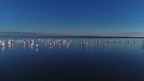 Flamingos stand in water during daylight near a calm shore Stock Footage 328526177