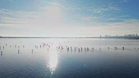 Flamingos stand in water during daytime near city skyline under blue sky Stock Footage 328526560