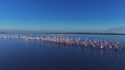Flamingos standing in a large group in the water during daylight Stock Footage 328526796