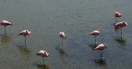 Flamingos Standing On One Foot In Water, Galapagos. Water Reflections. Stock Footage
