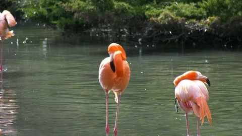 Flamingos standing in a pond Stock Footage 117482749