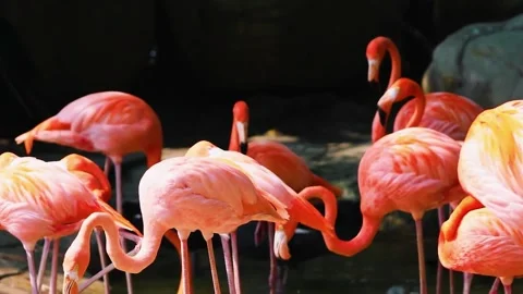  Flamingos Standing Together Stock Footage 323138135