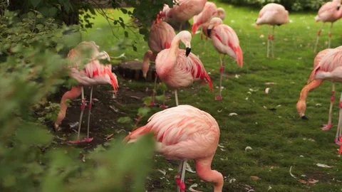 Flamingos standing together in greenery Stockbeeldmateriaal 95194548