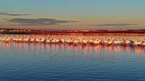 Flamingos standing in water during sunset in a coastal area Stock Footage 328530436