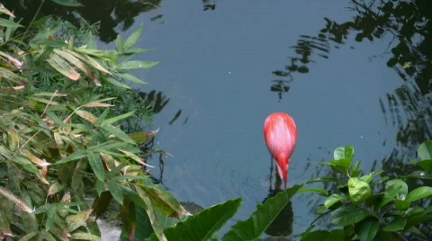 A Flamingos standing in the water Stock Footage 451730
