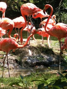 Flamingos standing by the water Stock Photos
