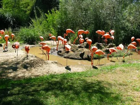 Flamingos standing by the water Stock Photos