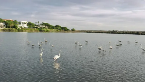 Flamingos standing in water of Quinta do Lago, Algarve, Portugal, Europe 스톡 동영상 161765388