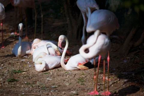 Flamingos sun bathing 2  Stock Photos