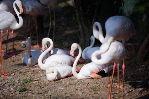 Flamingos sun bathing  Stock Photos