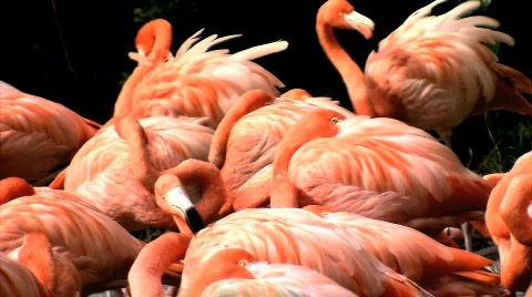 Flamingos in the sun Stock Footage 680018
