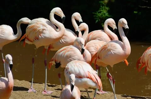 Flamingos in sun Stock Photos