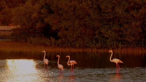 Flamingos at sun set Stock Footage 259873975