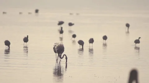 Flamingos at sunrise Stock Footage 33536086