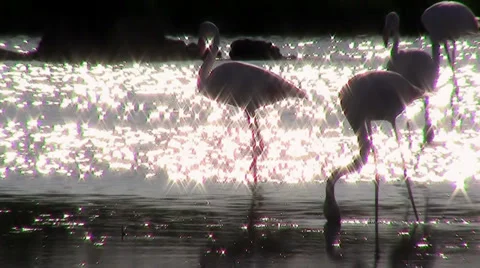 Flamingos at sunset, backlight Stock Footage 33469222