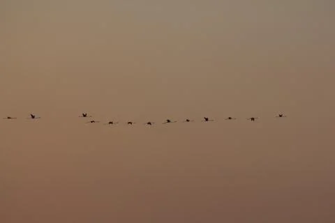 Flamingos in sunset sky Stock Photos