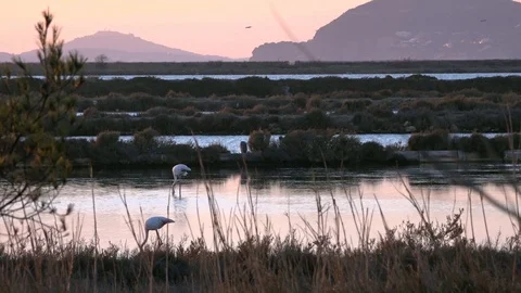 Flamingos at the sunset in south of France Stock Footage